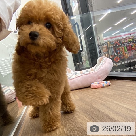 茨城県のトイプードル(トイ) (ペッツワン つくば店/2025年11月3日生まれ/女の子/レッド)の子犬の3枚目の画像