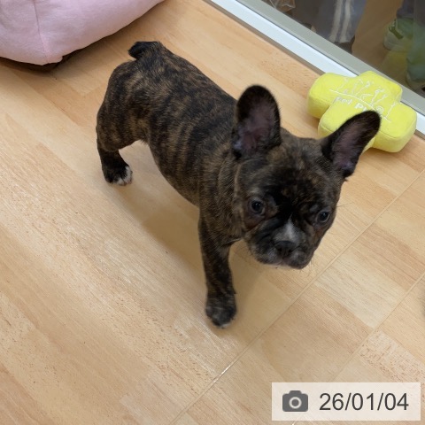 埼玉県のフレンチブルドッグ (ペットプラス 浦和美園店/2025年10月28日生まれ/男の子/ブリンドルホワイト)の子犬の4枚目の画像