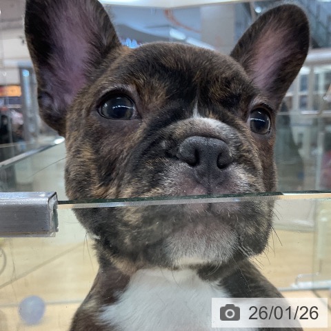 埼玉県のフレンチブルドッグ (ペットプラス 浦和美園店/2025年10月28日生まれ/男の子/ブリンドルホワイト)の子犬の4枚目の画像