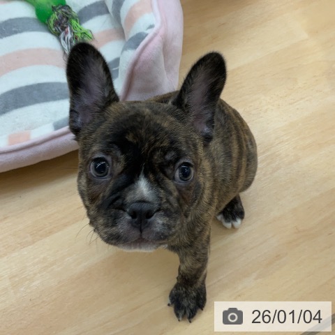 埼玉県のフレンチブルドッグ (ペットプラス 浦和美園店/2025年10月28日生まれ/男の子/ブリンドルホワイト)の子犬の3枚目の画像