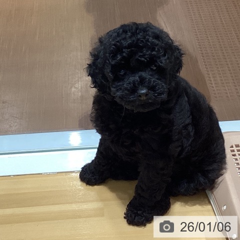 神奈川県のトイプードル(トイ) (ペットプラス ビアレ横浜店/2025年11月1日生まれ/男の子/ブラック)の子犬の3枚目の画像