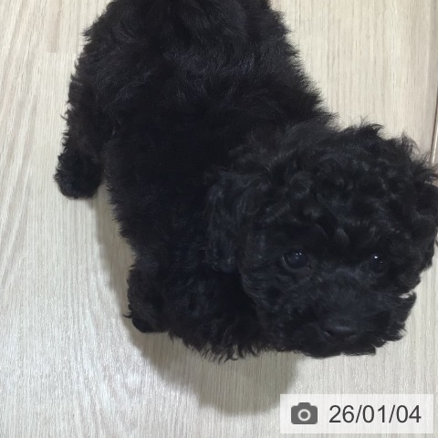 神奈川県のトイプードル(トイ) (ペットプラス 川崎ルフロン店/2025年11月1日生まれ/女の子/ブラック)の子犬の3枚目の画像