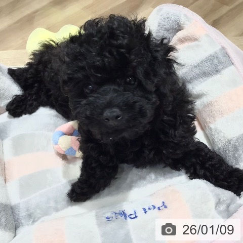 神奈川県のトイプードル(トイ) (ペットプラス 川崎ルフロン店/2025年11月1日生まれ/女の子/ブラック)の子犬の3枚目の画像