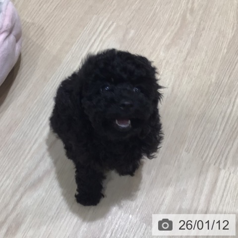 神奈川県のトイプードル(トイ) (ペットプラス 川崎ルフロン店/2025年11月1日生まれ/女の子/ブラック)の子犬の3枚目の画像