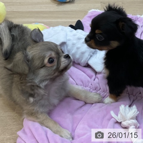 長野県のチワワ(ロング) (ペットプラス 上田店/2025年11月2日生まれ/男の子/フォーンホワイト)の子犬の4枚目の画像