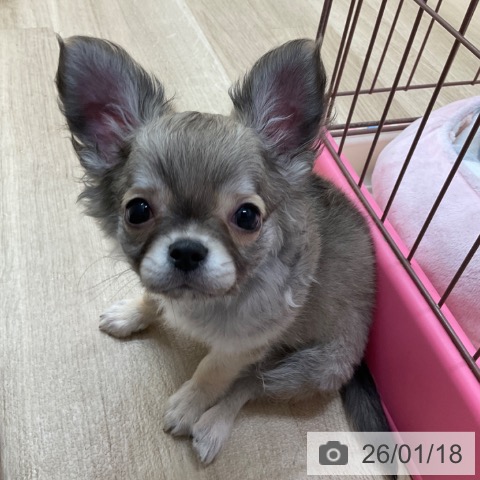 長野県のチワワ(ロング) (ペットプラス 上田店/2025年11月2日生まれ/男の子/フォーンホワイト)の子犬の4枚目の画像