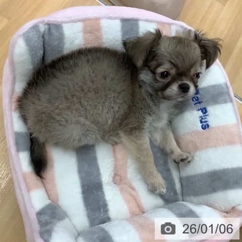 長野県のチワワ(ロング) (ペットプラス 松本店/2025年11月2日生まれ/男の子/フォーンホワイト)の子犬の3枚目の画像