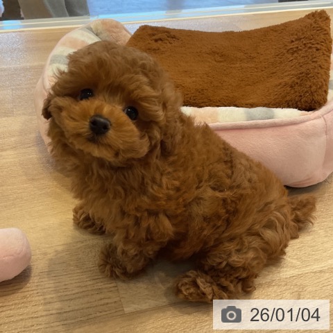 神奈川県のトイプードル(トイ) (ペットプラス テラスモール湘南店/2025年10月3日生まれ/女の子/レッド)の子犬の4枚目の画像