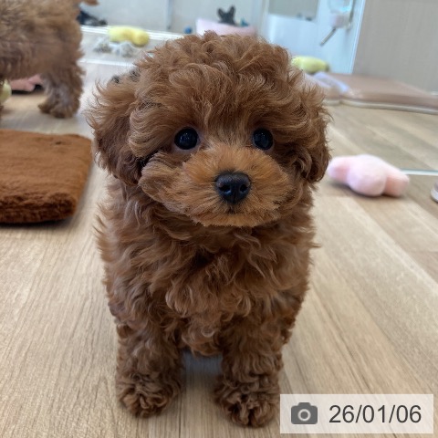 神奈川県のトイプードル(トイ) (ペットプラス テラスモール湘南店/2025年10月3日生まれ/女の子/レッド)の子犬の4枚目の画像