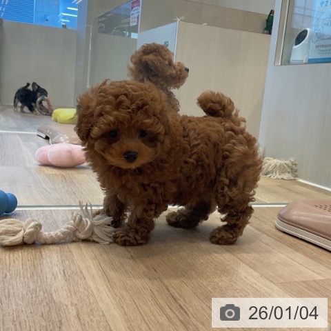 神奈川県のトイプードル(トイ) (ペットプラス テラスモール湘南店/2025年10月3日生まれ/女の子/レッド)の子犬の3枚目の画像