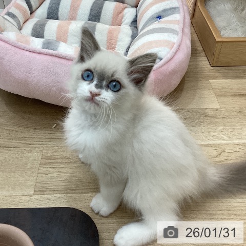 ラグドールの写真