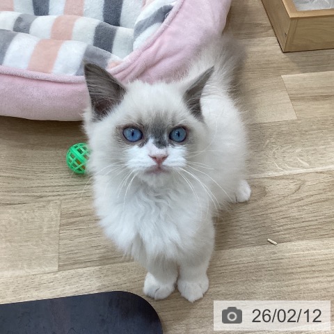 ラグドールの写真