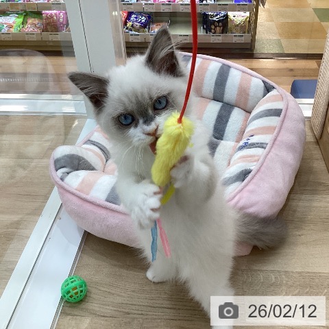 ラグドールの写真