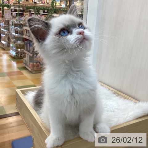 ラグドールの写真