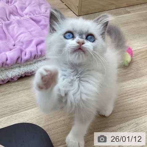 群馬県のラグドール (ペットプラス 前橋店/2025年10月29日生まれ/女の子/ブルーポイント)の子猫の4枚目の画像