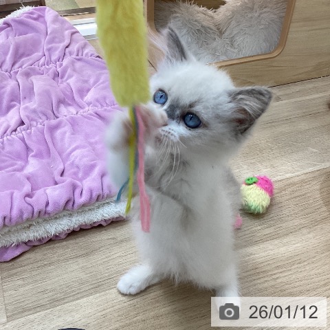 群馬県のラグドール (ペットプラス 前橋店/2025年10月29日生まれ/女の子/ブルーポイント)の子猫の3枚目の画像