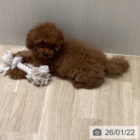 トイ・プードルの写真