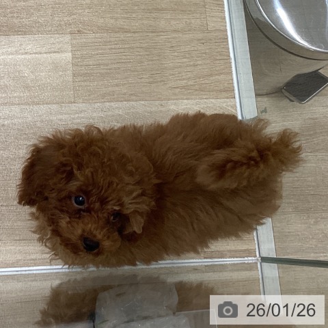 トイ・プードルの写真