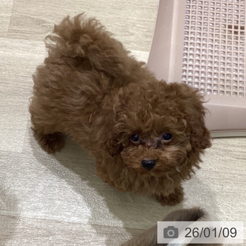 岩手県のトイプードル(トイ) (ペットプラス 盛岡南店/2025年11月3日生まれ/男の子/レッド)の子犬の3枚目の画像