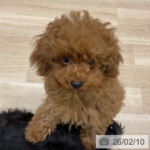 トイ・プードルの写真