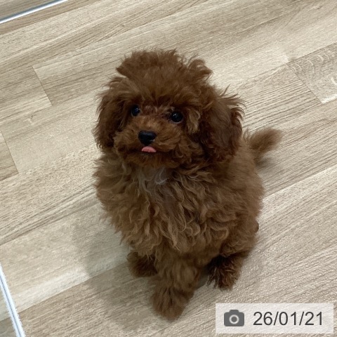 岩手県のトイプードル(トイ) (ペットプラス 盛岡南店/2025年11月3日生まれ/男の子/レッド)の子犬の3枚目の画像