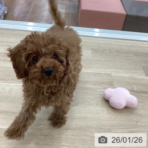 トイ・プードルの写真