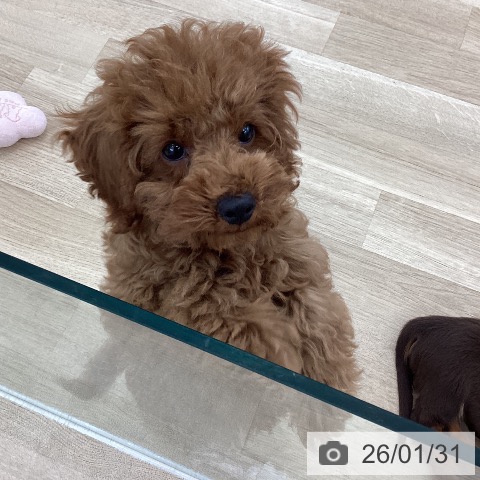 トイ・プードルの写真