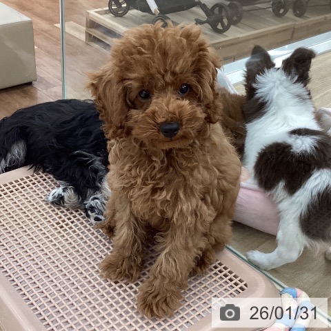 トイ・プードルの写真