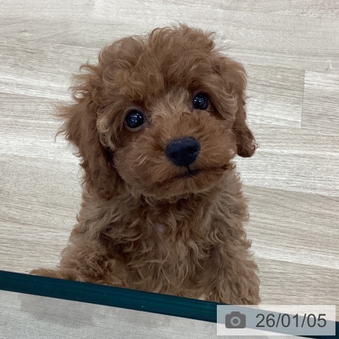 トイ・プードルの写真