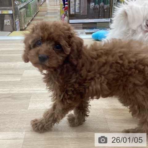 山梨県のトイプードル(トイ) (ペットプラス 甲府国母店/2025年11月3日生まれ/男の子/レッド)の子犬の4枚目の画像