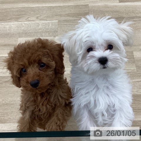 山梨県のトイプードル(トイ) (ペットプラス 甲府国母店/2025年11月3日生まれ/男の子/レッド)の子犬の3枚目の画像