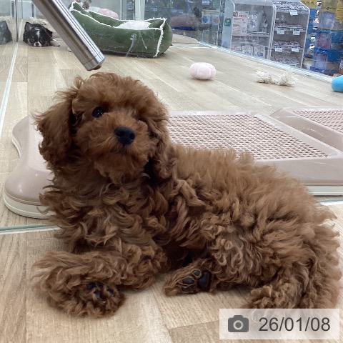 山梨県のトイプードル(トイ) (ペットプラス 甲府国母店/2025年11月3日生まれ/男の子/レッド)の子犬の3枚目の画像