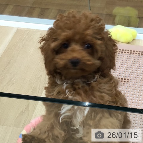 福島県のトイプードル(トイ) (ペットプラス 福島店/2025年11月3日生まれ/女の子/レッド)の子犬の3枚目の画像