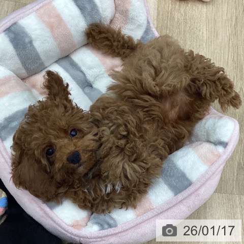 福島県のトイプードル(トイ) (ペットプラス 福島店/2025年11月3日生まれ/女の子/レッド)の子犬の4枚目の画像