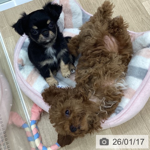 福島県のトイプードル(トイ) (ペットプラス 福島店/2025年11月3日生まれ/女の子/レッド)の子犬の3枚目の画像