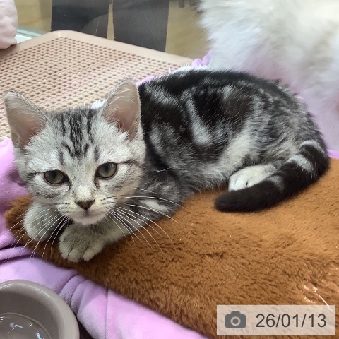 埼玉県のアメリカンショートヘアー (ペットプラス ららぽーと新三郷店/2025年10月12日生まれ/男の子/シルバータビー)の子猫の3枚目の画像