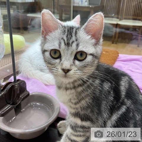 埼玉県のアメリカンショートヘアー (ペットプラス ららぽーと新三郷店/2025年10月12日生まれ/男の子/シルバータビー)の子猫の3枚目の画像