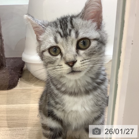 埼玉県のアメリカンショートヘアー (ペットプラス ららぽーと新三郷店/2025年10月12日生まれ/男の子/シルバータビー)の子猫の3枚目の画像