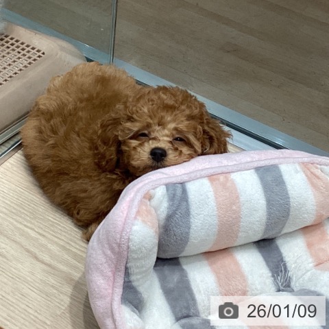 トイ・プードルの写真