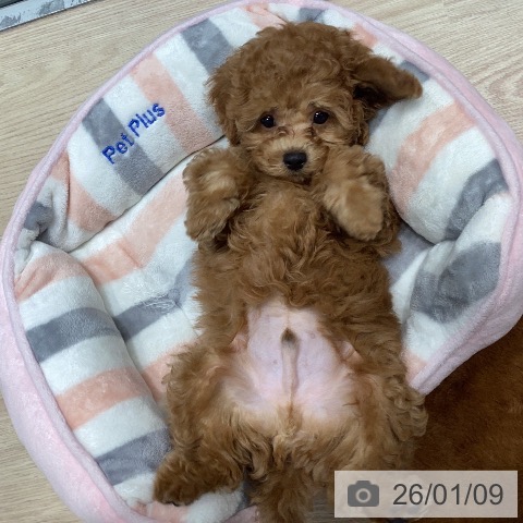 トイ・プードルの写真