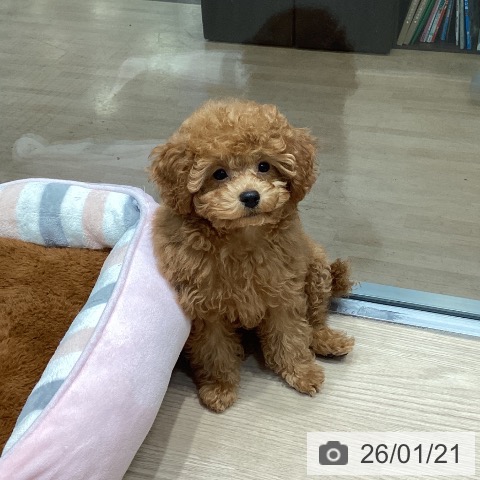 トイ・プードルの写真