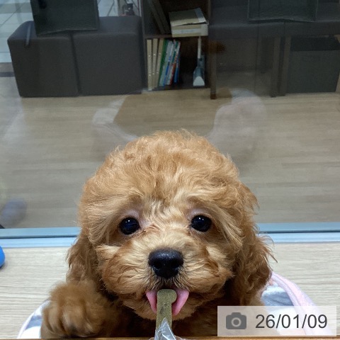 トイ・プードルの写真