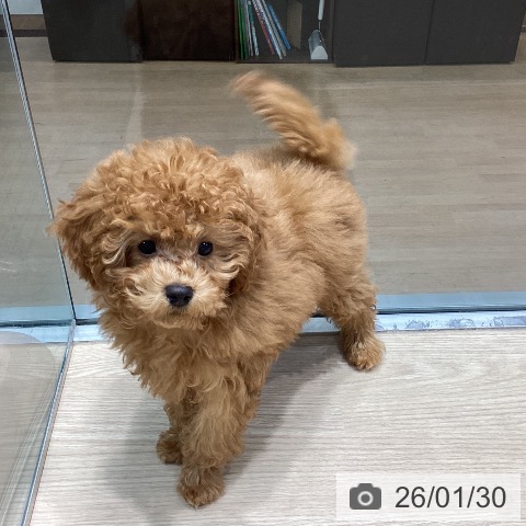 トイ・プードルの写真