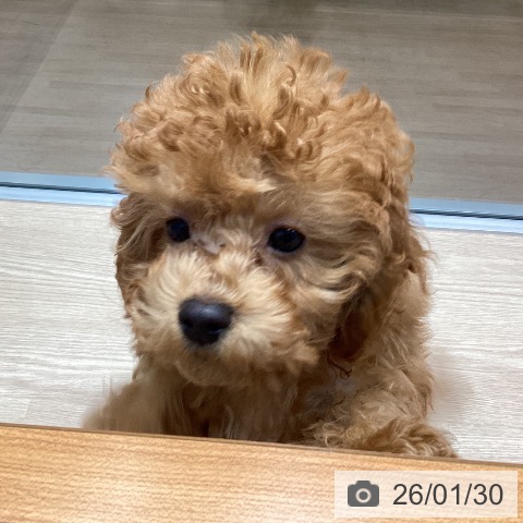 トイ・プードルの写真