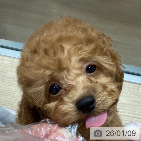 トイ・プードルの写真