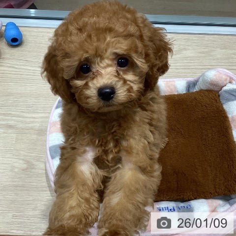 千葉県のトイプードル(トイ) (ペットプラス 柏店/2025年10月30日生まれ/男の子/レッド)の子犬の4枚目の画像