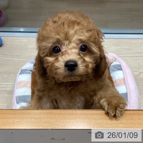 千葉県のトイプードル(トイ) (ペットプラス 柏店/2025年10月30日生まれ/男の子/レッド)の子犬の3枚目の画像