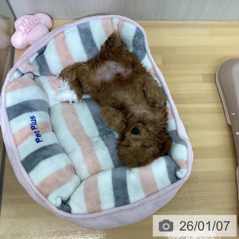 千葉県のトイプードル(トイ) (ペットプラス 八千代緑が丘店/2025年11月3日生まれ/男の子/レッド)の子犬の3枚目の画像