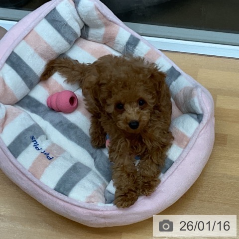 千葉県のトイプードル(トイ) (ペットプラス 八千代緑が丘店/2025年11月3日生まれ/男の子/レッド)の子犬の3枚目の画像