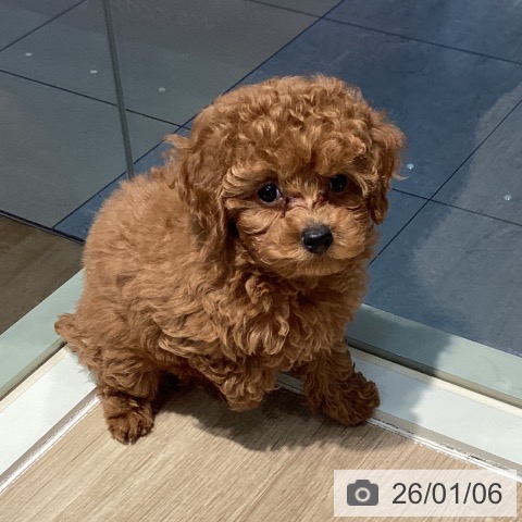 東京都のトイプードル(トイ) (ペットプラス 東久留米店/2025年11月2日生まれ/男の子/レッド)の子犬の4枚目の画像